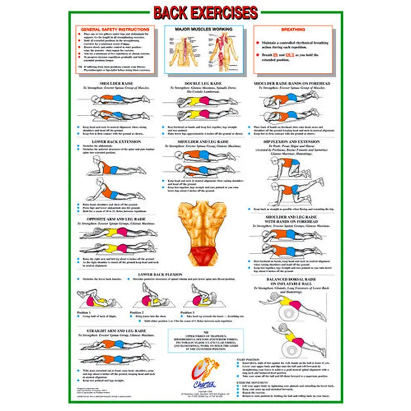 Back Exercises Fitness Instructional Wall Chart Poster - Chartex Products